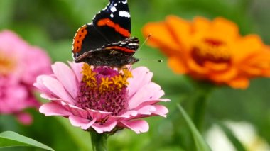 Vanessa atalanta kelebeği - Bahçedeki pembe zinnia çiçeğinin üzerindeki Kızıl Amiral