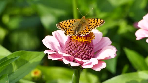 Drottningen Spaniens Fritilleri Issoria Lathonia Fjäril Familjen Nymphalidae Videofilmer — Stockvideo