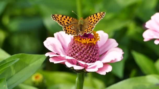 Issoria Lathonia Queen Spain Fritillary Butterfly Zinnia Flower Stock Video — стокове відео