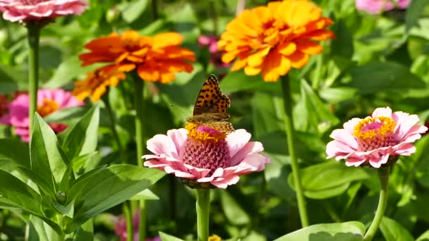 Spanya Kraliçesi Fritillary Butterfly Zinnia Çiçeği Ssoria Lathonia Stok Videosu — Stok video
