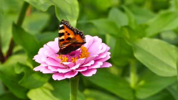 Aglais Urticae Mariposa Sobre Una Flor Pequeña Tortuga — Vídeos de Stock