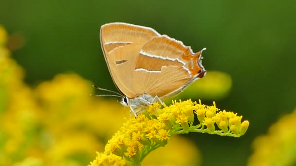 Brown Hairstreak Butterfly Thecla Betulae Χορτονομές Κίτρινο Ανθοφόρο Νέκταρ Του — Αρχείο Βίντεο