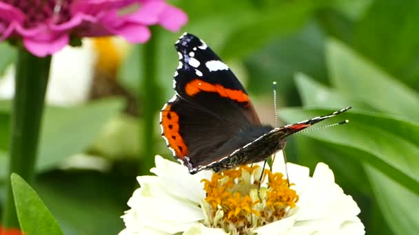 Red Admiral Πεταλούδα Ένα Λουλούδι Vanessa Atalanta Οικογένεια Nymphalidae — Αρχείο Βίντεο
