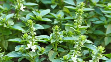 Tatlı fesleğen (Ocimum bazilika) bitkileri bahçe yatağında çiçek açar, srock video