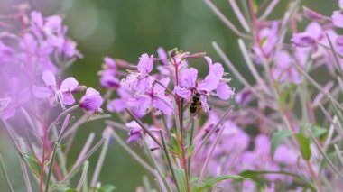 Fireweed Rosebay Willonerb Chamaenerion angustifolium çiçekleri eşekarılarını, arıları ve diğer böcekleri çeker.