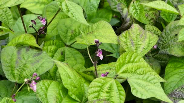 Rośliny Fasoli Nerkowej Purpurowymi Kwiatami Rosnącymi Ogrodzie Warzywnym — Wideo stockowe