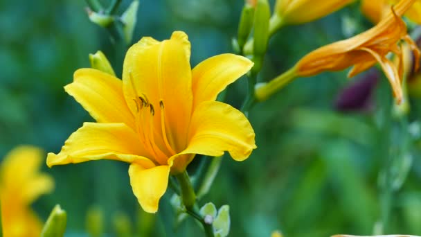 Κίτρινη Μέρα Κρίνος Λουλούδι Hemerocallis Lilioasphodelus Στον Κήπο — Αρχείο Βίντεο