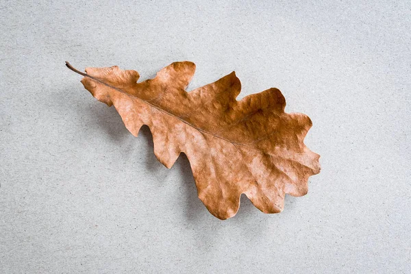 Single Blad Beige Hantverk Papper Bakgrund Minimalistisk Platt Låg — Stockfoto