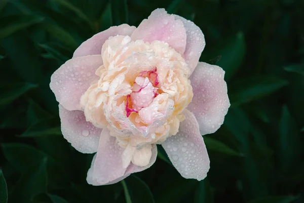 Персиково Розовые Пионы Каплях Росы Вид Сверху — стоковое фото