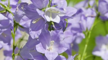 Campanula persicifolia çan çiçekleri yazın güneşli çayırlarda, yakın çekim video görüntüleri