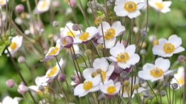 Bahçede çiçek açan Japon Anemone pembe çiçekleri, stok video görüntüleri