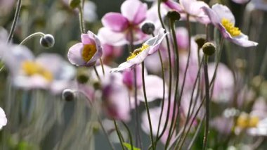 Japon Anemone çiçekleri güneş ışığında, yakın çekim stok video görüntüleri