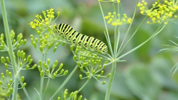 Große Grüne Raupe Des Schwalbenschwanzpapilio Schmetterlings Ruht Auf Der Dillpflanze — Stockvideo