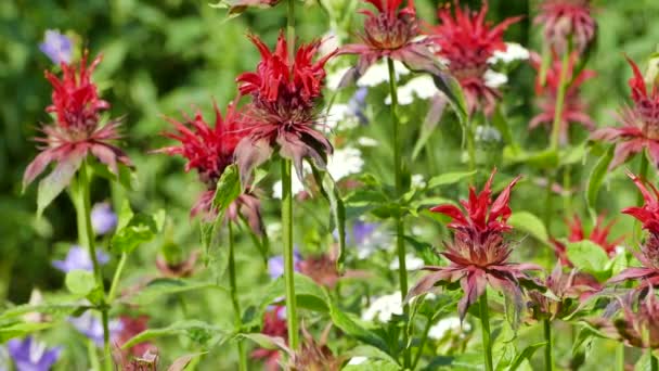 Monarda Didyma Beebalm Kırmızı Çiçekleri Yazlık Bahçede Çiçek Açıyor Video — Stok video