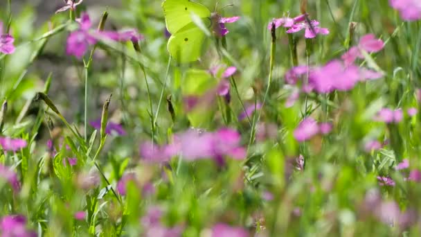 Brimstone Butterflies Feeding Maiden Pink Flowers Summer Gonepteryx Rhamni Video — Stock Video