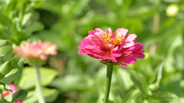 Рожева Квітка Цинія Елегантність Фоні Зеленого Садового Ліжка Відеозапис — стокове відео