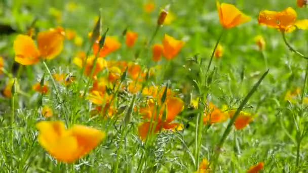 Californian Poppy Eschscholzia Californica Orange Flowers Sunny Meadow Video Footage — Stockvideo