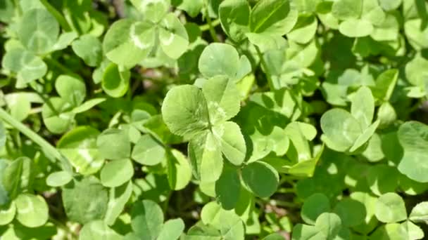 Four Leaf Clover Growing Sunny Meadow Clover Field Video Footage — Stock Video