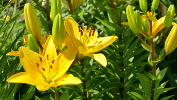 Lilium Bulbiferum Flores Lirio Amarillo Jardín Verano Material Video — Vídeo de stock