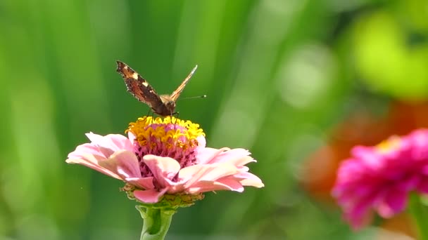 Mariposa Flor Rosa Aglais Urticae Forrajeando Néctar Flor Zinnia Material — Vídeos de Stock