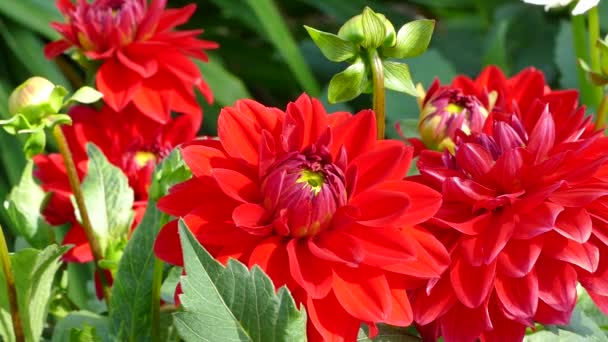 Güneşli Bahçede Kırmızı Dahlia Çiçekleri Kapalı Stok Video — Stok video