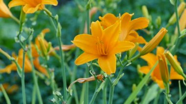 Hemerocallis. Çiçek bahçesinde açan portakal rengi zambaklar. video görüntüleri