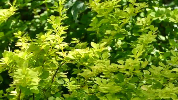 Arbusto Agracejo Japonés Jardín Berberis Thunbergii Aurea Arbusto Material Archivo — Vídeo de stock