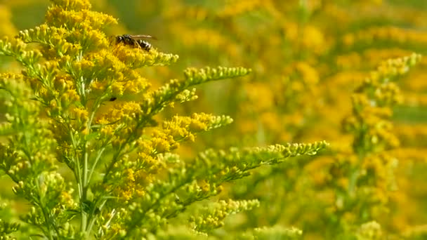 Canadian Goldenrod Inwazyjne Kwiaty Roślin Przyciągają Osy Muchy Materiał Wideo — Wideo stockowe