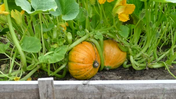 Citrouille Poussant Sur Lit Jardin Surélevé Vidéo Stock — Video