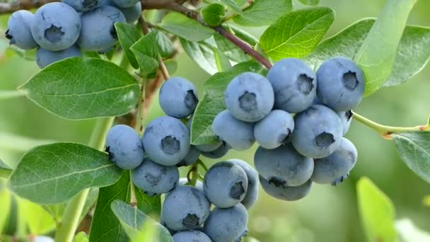 Bunch Ripe Blueberries Bush Organic Garden Close Stock Video Footage — Vídeo de Stock