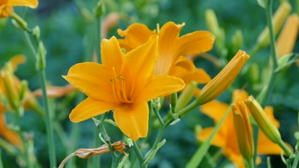Πορτοκαλί Άνθηση Στον Κήπο Λουλούδια Βίντεο Από Κοντινό Πλάνο — Αρχείο Βίντεο