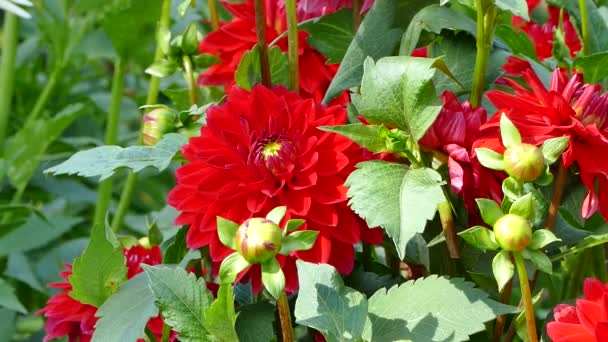 Podzimní Květinové Záhony Červenými Květy Dahlia Slunci Stock Záběry — Stock video
