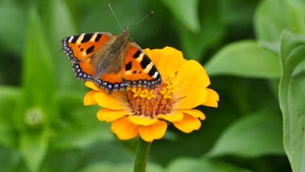 Μικρές Πεταλούδες Tortoiseshell Aglais Urticae Για Zinnia Λουλούδι Στον Κήπο — Αρχείο Βίντεο