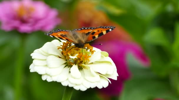 Schmetterling Auf Gartenblume Kleine Schildkrötenpanzer Aglais Urticae Auf Weißer Zinnia — Stockvideo