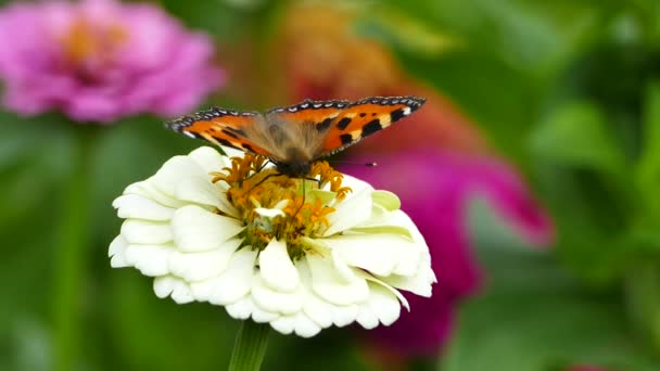 Borboleta Flor Jardim Pequena Tartaruga Aglais Urticae Elegância Zinnia Branca — Vídeo de Stock