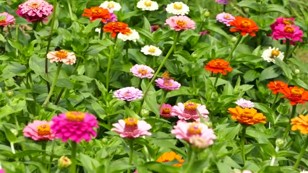 Virágágyás Virágzó Zinniák Nyári Kertben Videofelvétel — Stock videók