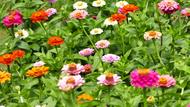 夏の庭の多くのZinnia優雅さの花 ストックビデオ — ストック動画