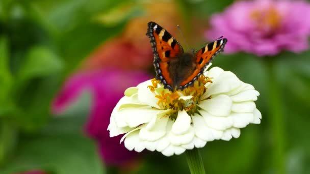 Pequeña Mariposa Tortuga Aglais Urticae Flor Zinnia Blanca Jardín — Vídeos de Stock