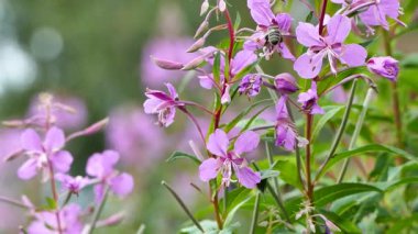 Yosun mor kır çiçekleri bal arılarını, yaban arılarını, yaban arılarını ve diğer böcekleri cezbeder, Epilobium angustifolium stok videosu