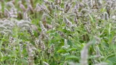 Nane bitkileri yazın çiçek açıyor, video görüntüleri açıyor.