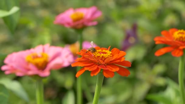 Méhecske Gyűjti Nektár Pollen Kertben Zinnia Virág Zinnias Virágzik Napsütéses — Stock videók
