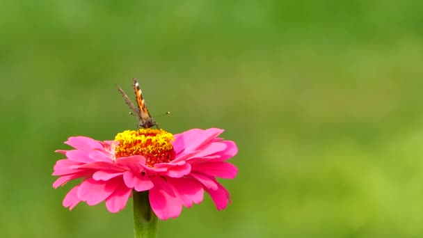 ピンクジニアの花の上の小さなカメシェル蝶 Aglais Urticae 株式ビデオ — ストック動画