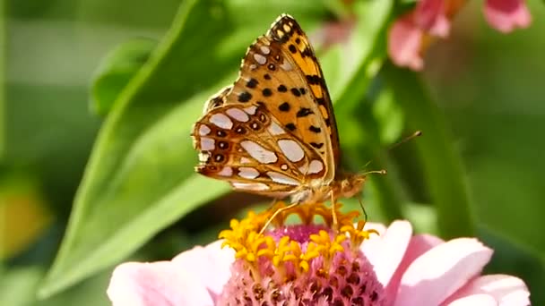 Queen Spain Fritillary Butterfly Zinnia Flower Issoria Lathonia Closeup Video — стокове відео