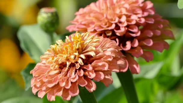 Zinnia Fully Double Flowered Orange Blooms Flower Garden Closeup Video — Vídeo de Stock