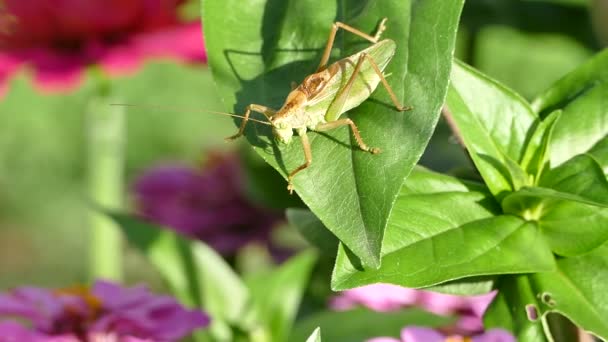 Grande Grilo Arbusto Verde Tettigonia Viridissima Grasshopper Escalada Folha Zinnia — Vídeo de Stock