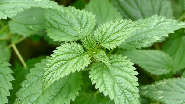 Stinging Nettle Plant Close Urtica Dioica Leaves Common Nettle Closeup — Stockvideo