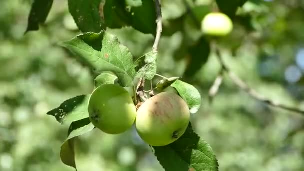 Zöld Alma Egy Faágon Gyümölcskertben Közelkép Videó — Stock videók