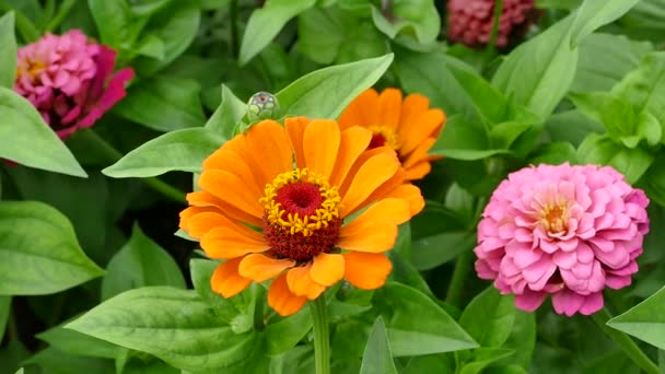 Orange Zinnia Elegans Flowers Garden Stock Video — Stok Video