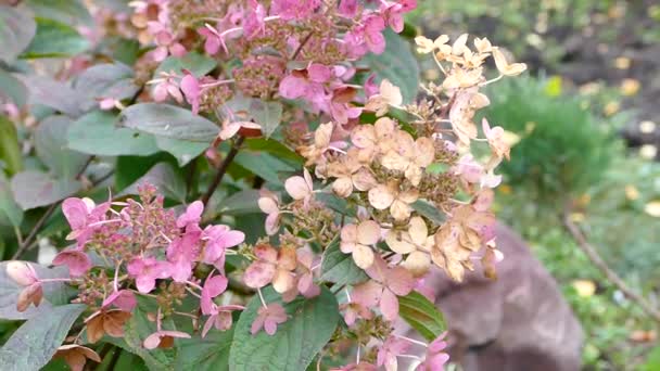 Paniklemiş Ortanca Çiçekli Bitki Bahçede Panikleyen Ortanca Stok Video Görüntüleri — Stok video