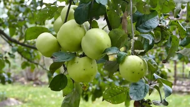 Pommes Antonovka Vertes Poussant Dans Vieux Verger Gros Plan Vidéo — Video